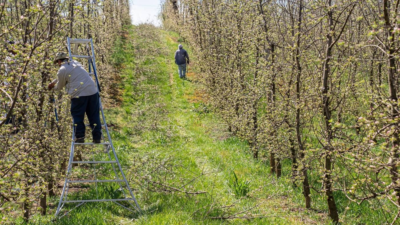 Two orchard workers thinning fruit trees in spring, one working from an orchard tripod ladder in the grass row between the rows of trees. Photo: Mark Stebnicki, via Pexels (Pexels Licence)